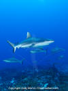 Grey Reef Shark