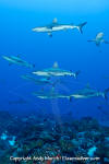 Grey Reef Shark