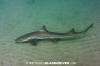 Grey Smoothhound Shark