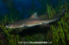 grey smoothhound