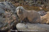 Guadalupe Fur Seal