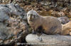 Guadalupe Fur Seal