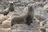 Guadalupe Fur Seal