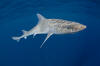 Gulf of Mexico Smoothhound Shark