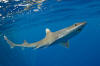 Gulf of Mexico Smoothhound Shark