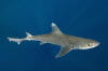 Gulf of Mexico Smoothhound