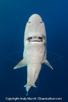 Gulper Shark