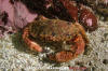 Hairy Cancer Crab