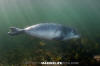 Northwest Atlantic Harbour Seal