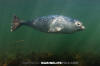 Northwest Atlantic Harbour Seal