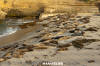 Eastern Pacific Harbour Seal