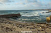 Eastern Pacific Harbour Seal