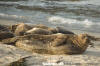 Eastern Pacific Harbour Seal