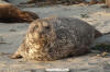 Eastern Pacific Harbour Seal