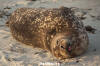 Eastern Pacific Harbour Seal