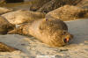 Eastern Pacific Harbour Seal