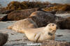 Eastern Pacific Harbour Seal