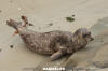 Eastern Pacific Harbour Seal