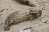 Eastern Pacific Harbour Seal