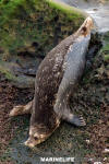 Eastern Pacific Harbour Seal