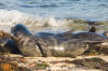 Eastern Pacific Harbour Seal