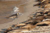 Eastern Pacific Harbour Seal