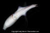 Humboldt Squid