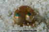 Hummingbird Bobtail Squid