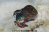 Hummingbird Bobtail Squid