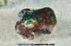 Hummingbird Bobtail Squid