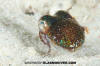 Hummingbird Bobtail Squid