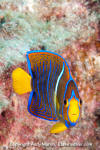 King Angelfish