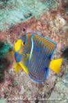 King Angelfish