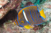 King Angelfish