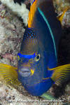 King Angelfish