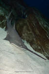 Largetooth Sawfish 