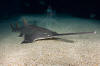 Largetooth Sawfish 