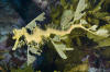 Leafy Sea Dragon picture 002