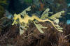 Leafy Sea Dragon 003 picture