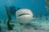 lemon shark picture 105