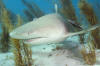 lemon shark picture 108