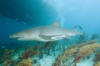 lemon shark picture 109