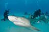 Lemon Shark 504