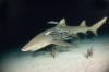 Lemon Shark