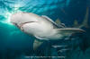 Lemon Shark