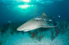 Lemon Shark