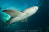 Lemon Shark