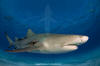 Lemon Shark 