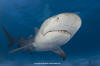 Lemon Shark 227