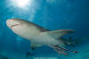 Lemon Shark 